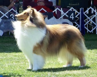 Perfectly groomed Collie at a dog show.