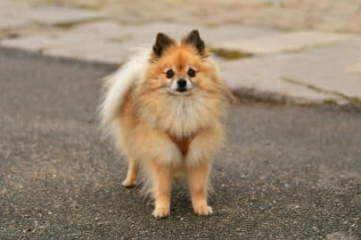 Pomeranian dog