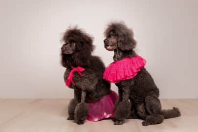 Poodle dog. Close-up of brown poodle. Curly dog. Dog grooming. Dog hairstyle