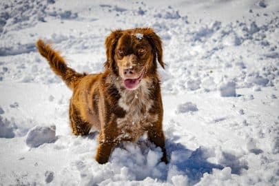 Portrait of a hunting dog in the snow