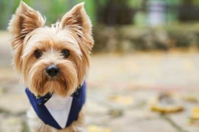 portrait of a yorkshire terrier dog with suit and bow tie