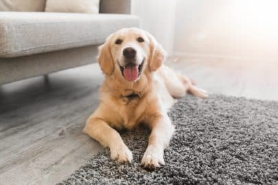 Portrait of cute healthy dog lying on the floor carpet