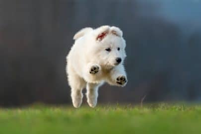 Puppy cute White Swiss Shepherd dog portrait on meadow