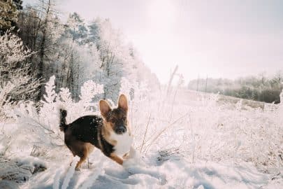 Puppy Of Mixed Breed Dog Playing In Snowy Forest In Winter Day