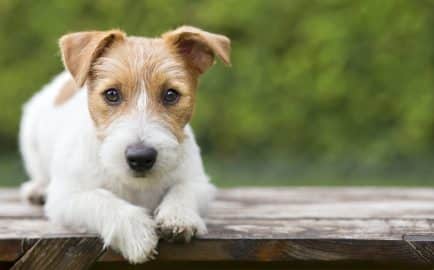 Puppy pet training - smart happy jack russell dog puppy looking