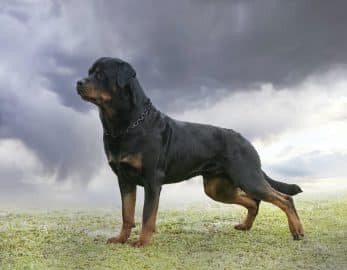 puppy rottweiler in nature