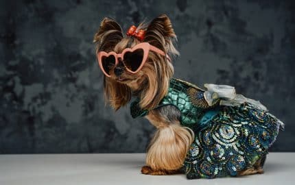 Purebred fashion yorkshire dog in dress against dark background