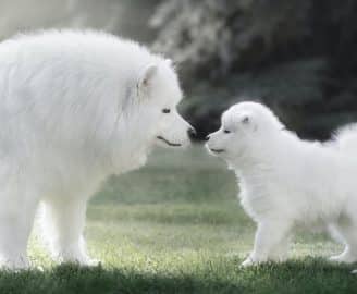 Samoyed dog with puppy. Backlit Photography.