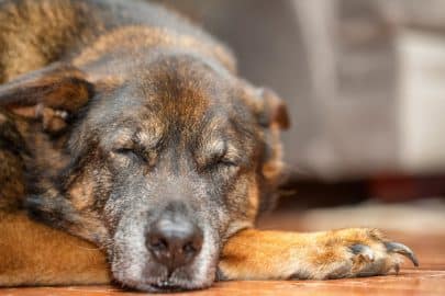 Senior Large Mixed Shepherd Breed Dog