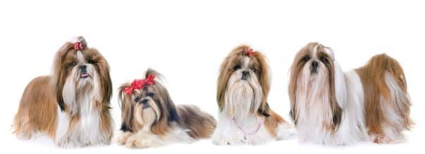 Shih Tzu