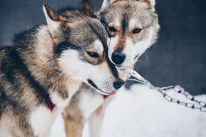 Siberian Husky dogs in snow winter forest in Finland, Lapland