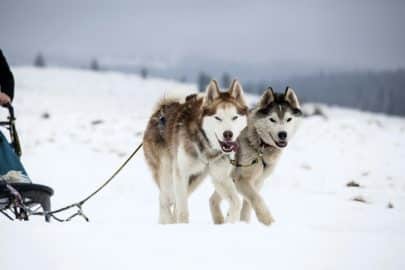 Sledding with husky dogs in Romania