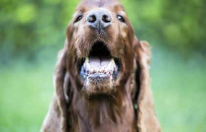 Smiling cute happy pet dog showing his teeth