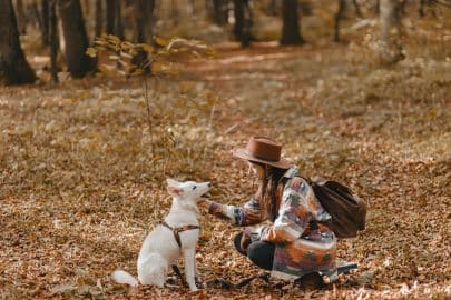 Stylish woman caressing adorable white dog in sunny autumn woods. Cute swiss shepherd puppy