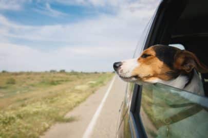 the dog rides in the car