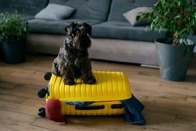 Travel concept with funny dog sitting on suitcase.