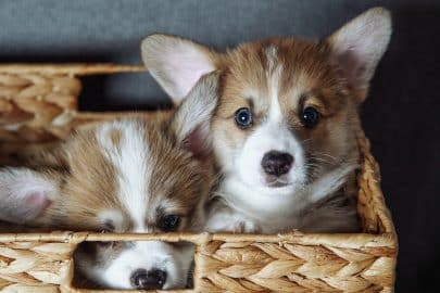 Two charming funny velshkorgi puppies are sitting in wicker basket. Dog food. Pets. Veterinary