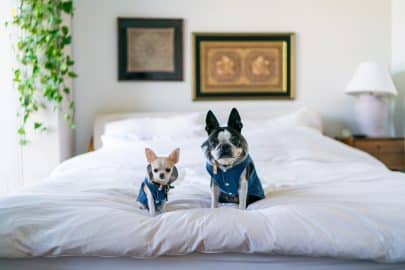 Two cute dogs dressed up in jean jackets sitting on bed.