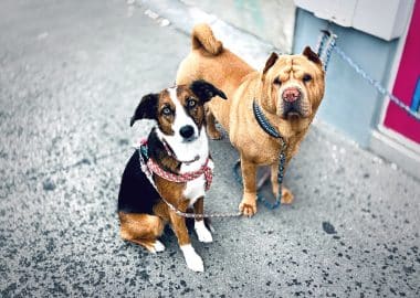 Two cute dogs waiting for their owner outside of store