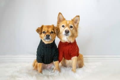 Two cute dogs wearing sweaters