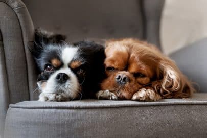 Two dogs sleeping together