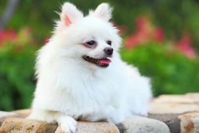 White Pomeranian dog