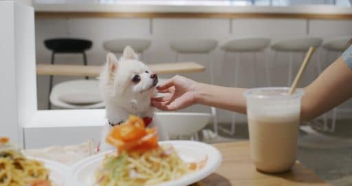 Woman bring her dog to pet friendly restaurant