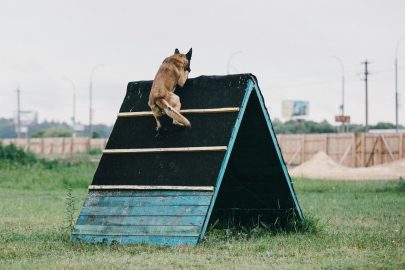 Working dog. Dog training. Police, guard dog. Dog outdoor