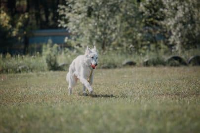 Working dog. Dog training. Police, guard dog. Dog outdoor