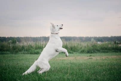 Working dog. Dog training. Police, guard dog. Dog outdoor