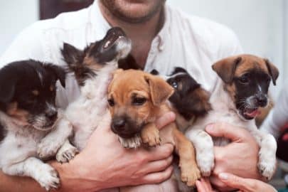 Young man holding 5 puppies in his hands. Cute gog family together.